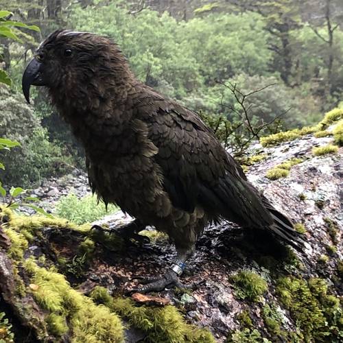Probably a Male Adult kea