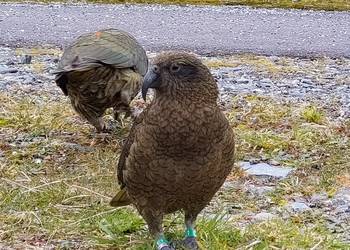 Probably a Male Adult kea