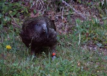 Probably a Male Adult kea