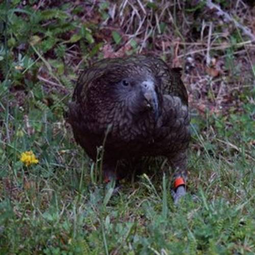 Probably a Male Adult kea