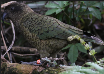 Probably a Female Adult kea