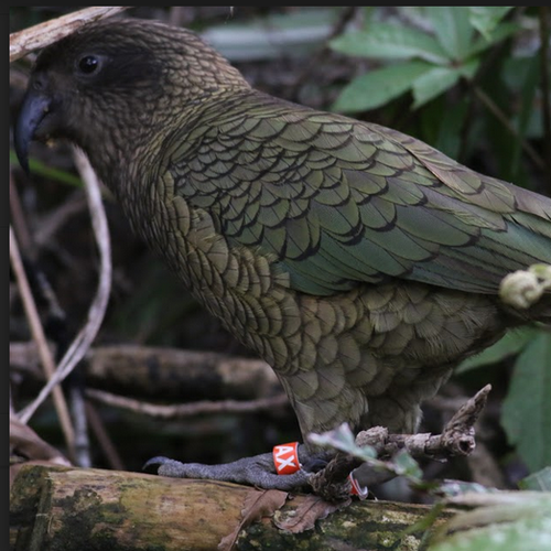 Probably a Female Adult kea
