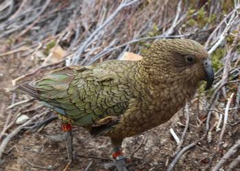 Probably a Male Adult kea