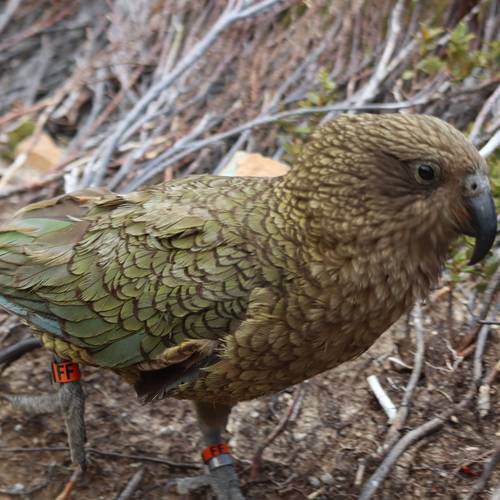 Probably a Male Adult kea