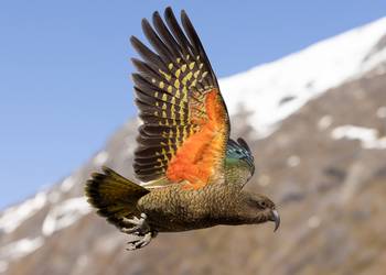 Probably a Male Adult kea