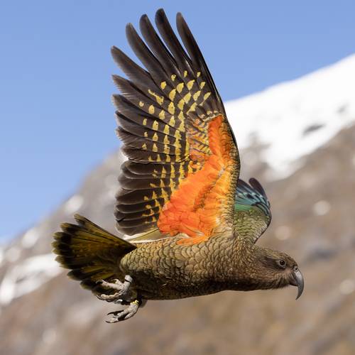 Probably a Male Adult kea