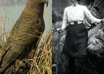 Probably a Female Adult kea