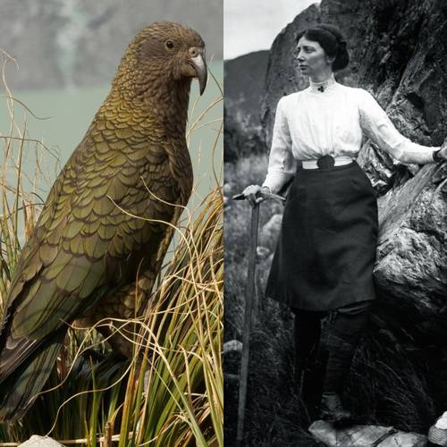 Probably a Female Adult kea