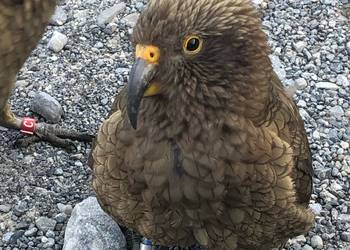 Probably a Male Sub-Adult kea