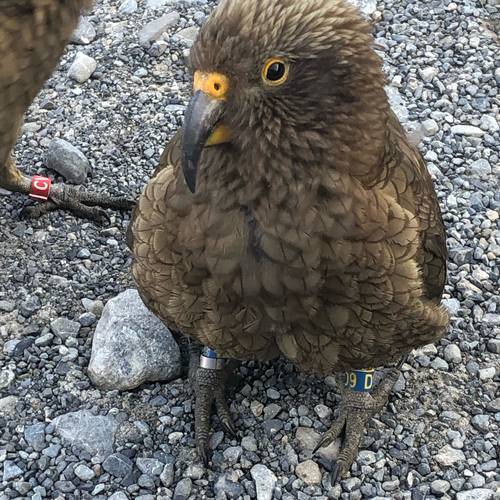 Probably a Male Sub-Adult kea