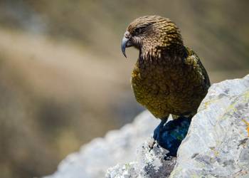 Probably a Male Adult kea