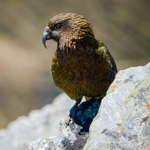 Probably a Male Adult kea