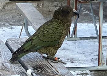 Probably a Male Adult kea