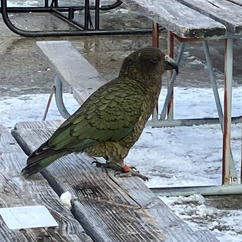 Probably a Male Adult kea