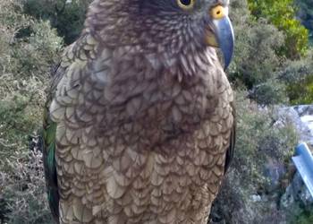 Probably a Female Adult kea