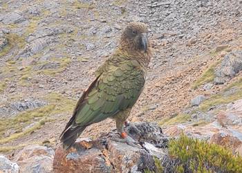 Probably a Male Adult kea
