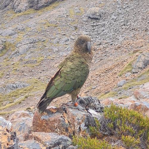 Probably a Male Adult kea