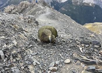 Probably a Male Adult kea