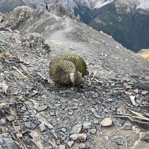 Probably a Male Adult kea