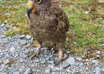 Probably a Male Adult kea