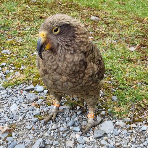 Probably a Male Adult kea