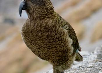 Probably a Male null kea