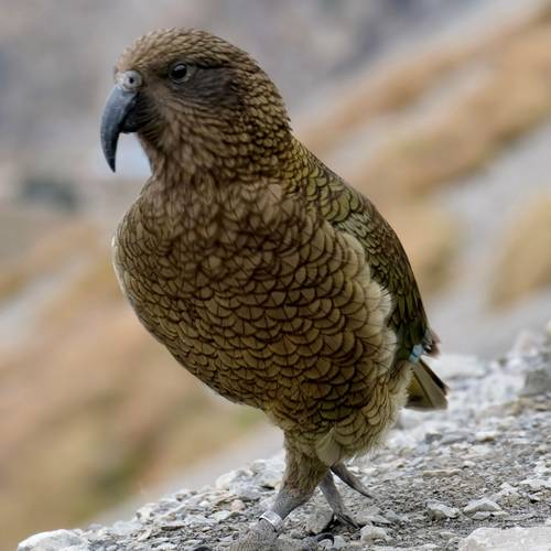 Probably a Male null kea
