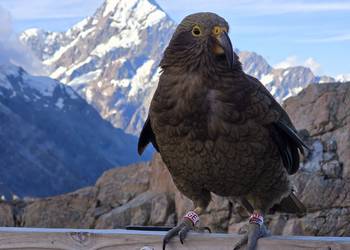 Probably a Female Juvenile kea
