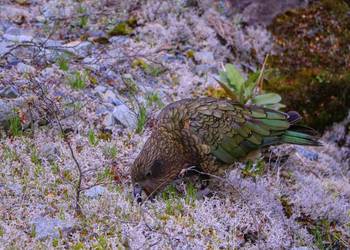 Probably a Female Adult kea