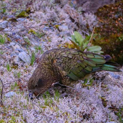 Probably a Female Adult kea