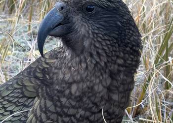 Probably a Male Adult kea