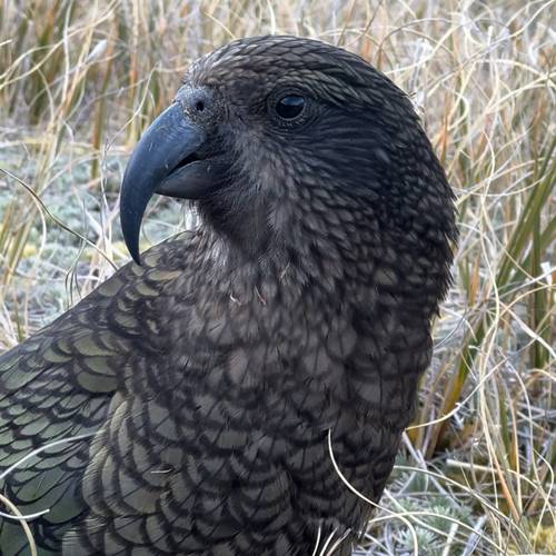 Probably a Male Adult kea