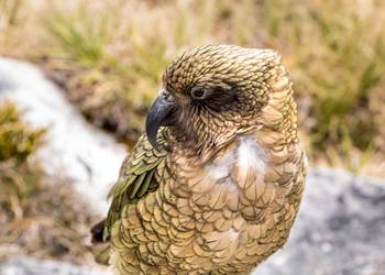 Probably a Male Adult kea
