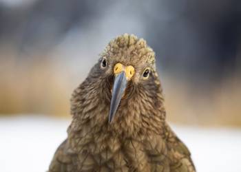 Probably a Male Sub-Adult kea