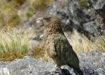 Probably a Male Adult kea