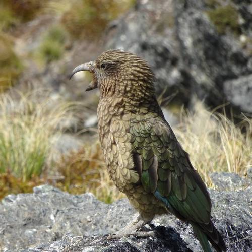 Probably a Male Adult kea