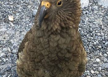 Probably a Female Sub-Adult kea