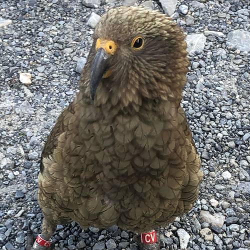 Probably a Female Sub-Adult kea