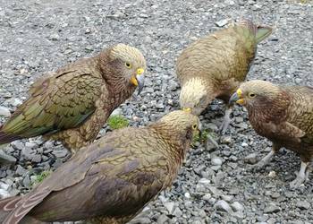 Probably a Female Adult kea