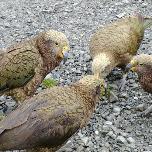 Probably a Female Adult kea