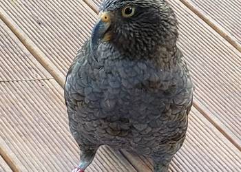 Probably a Male Adult kea