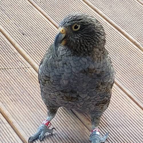 Probably a Male Adult kea