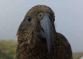 Probably a Male Adult kea
