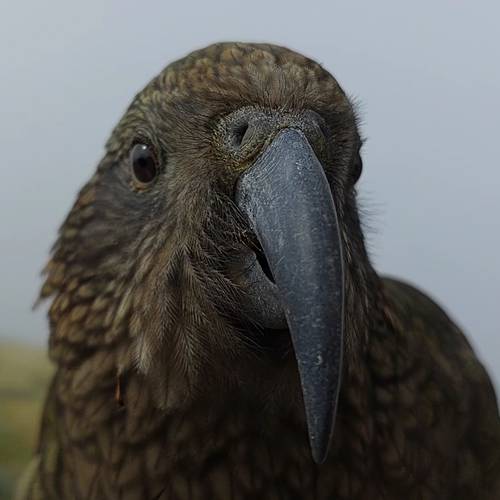 Probably a Male Adult kea