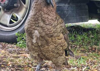 Probably a Male Adult kea