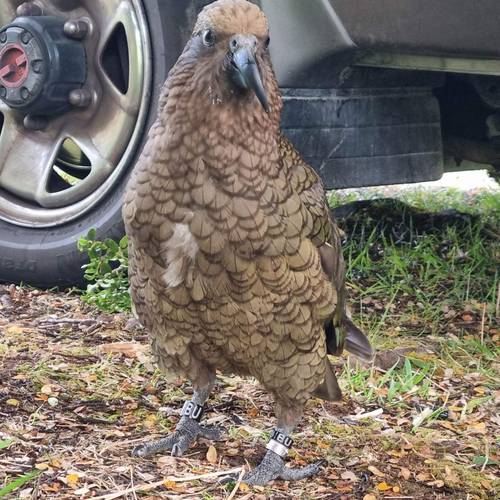 Probably a Male Adult kea