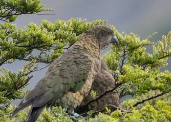 Probably a Female Adult kea