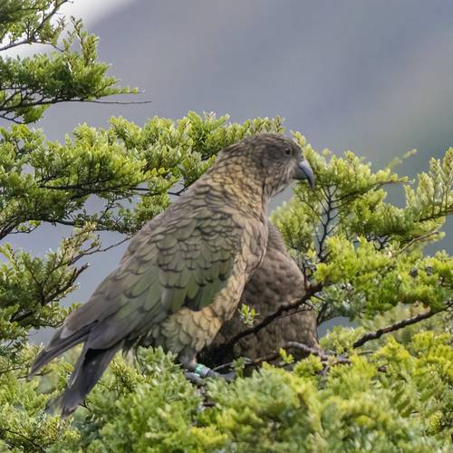 Probably a Female Adult kea