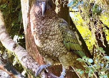 Probably a Male Adult kea