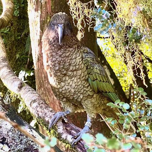 Probably a Male Adult kea